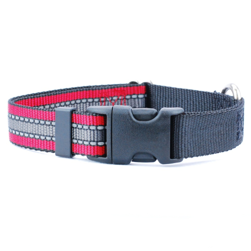 Dog Buckle Collar Matches Freedom No Pull Harness